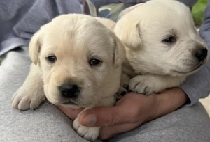 Puiuti de labrador - imagine 3