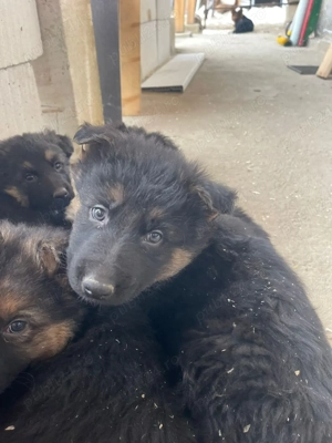 Pui Ciobănesc German (Alsacian)   7 săptămâni,    Ludoș