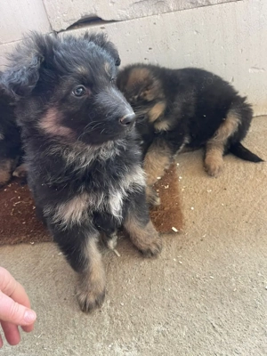 Pui Ciobănesc German (Alsacian)   7 săptămâni,    Ludoș - imagine 3