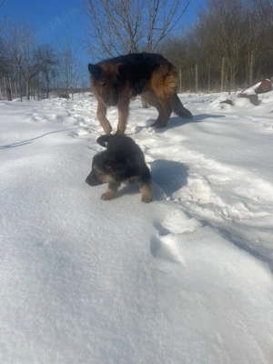 Pui Ciobănesc German (Alsacian)   7 săptămâni,    Ludoș - imagine 4