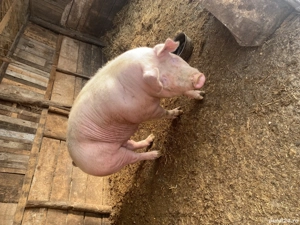 Porc 250kg+ pentru sacrificat - imagine 3