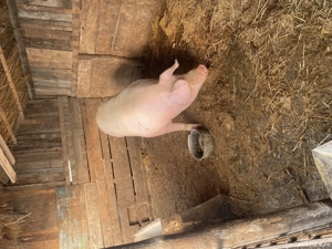 Porc 250kg+ pentru sacrificat - imagine 2