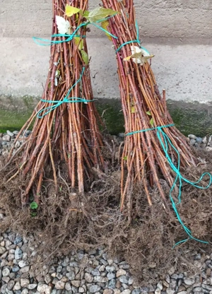 Butași zmeură Heritage 