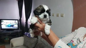 pui shih tzu - imagine 2