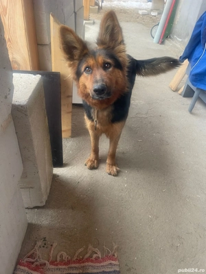 Donez femelă Ciobănesc German 3 ani - imagine 4