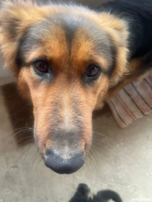 Donez femelă Ciobănesc German 3 ani - imagine 2