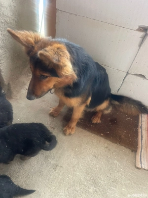 Donez femelă Ciobănesc German 3 ani - imagine 3