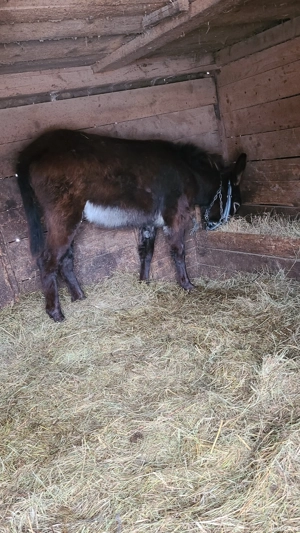 Măgar de vânzare  - imagine 2