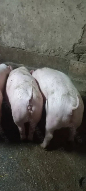 Purcei Rasa Marele Alb x Pietrain 35-40 kg Comuna Lița Teleorman Tel o733345270