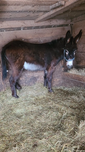 Măgar de vânzare  - imagine 3