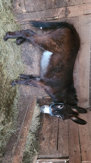 Măgar de vânzare  - imagine 4