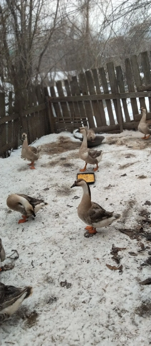 Giste Toulouse de vinzare  - imagine 2