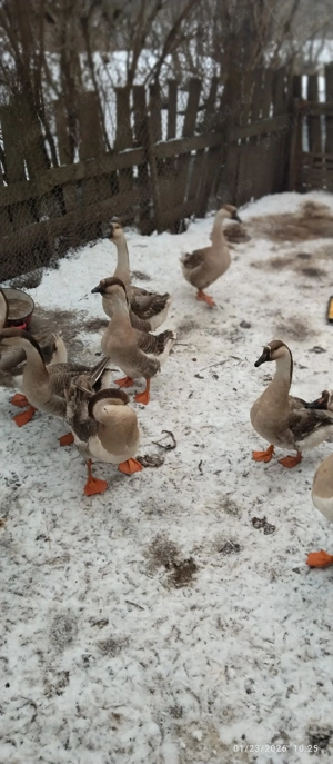 Giste Toulouse de vinzare 