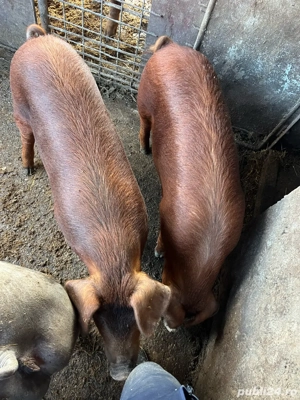 vand grasuna duroc canadian  - imagine 2