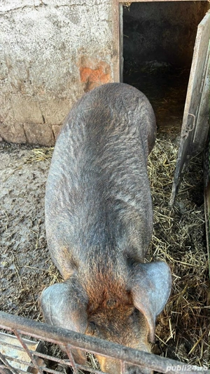 vand grasuna duroc canadian  - imagine 5