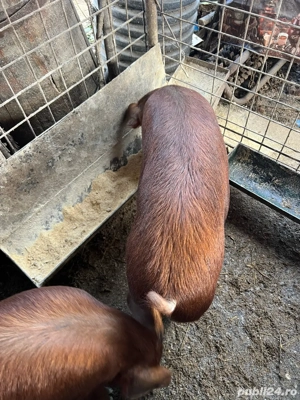 vand grasuna duroc canadian  - imagine 3