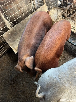 vand grasuna duroc canadian  - imagine 4
