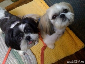 pui shihtzu 2 luni - imagine 3