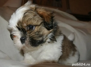 pui shihtzu 2 luni - imagine 2