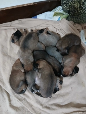 Căței Belgian Malinois caută proprietari responsabili - imagine 2