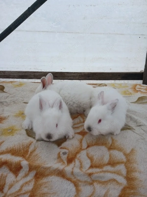 vand iepurasi - imagine 2