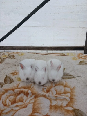 vand iepurasi - imagine 3