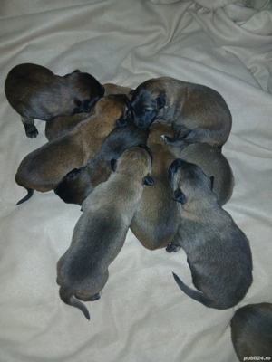 Căței Belgian Malinois caută proprietari responsabili - imagine 3