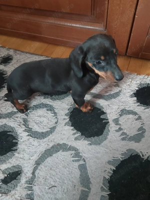 Fetiță teckal - imagine 2