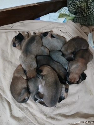 Ciobănesc Belgian Malinois