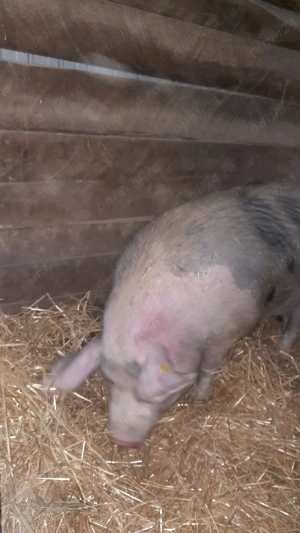 Vând porc pentru tăiat  - imagine 2