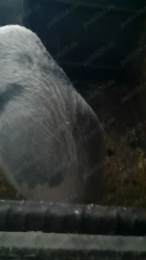 Vând porc pentru tăiat  - imagine 3