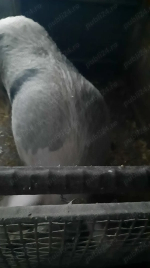 Vând porc pentru tăiat  - imagine 4