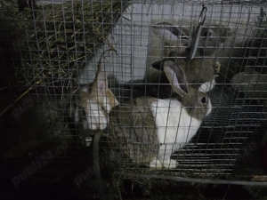 Iepuri carne Alb Pannon si Hycole francez - imagine 4