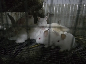 Iepuri carne Alb Pannon si Hycole francez - imagine 5