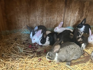 iepuri Hycole  - imagine 4