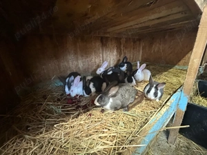 iepuri Hycole  - imagine 2