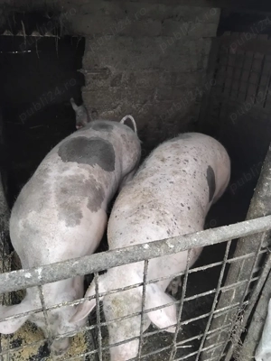 vând porc  - imagine 3