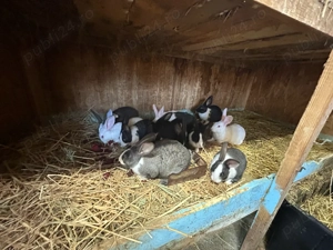 iepuri Hycole  - imagine 3