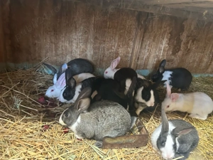 iepuri Hycole  - imagine 5