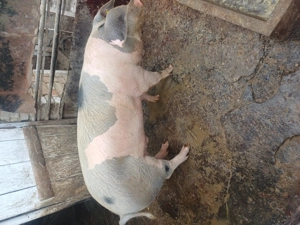 Vand porc ,rasa Duroc cu Petran