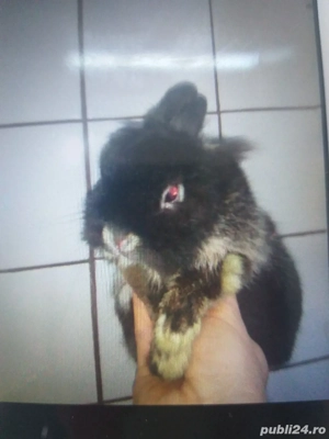 Iepuri super pitici  - imagine 5