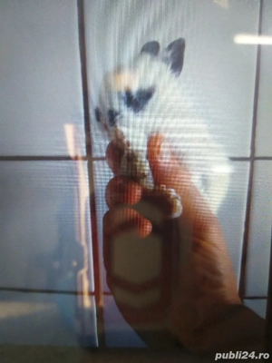 Iepuri super pitici  - imagine 4