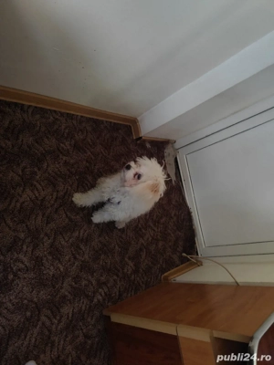 el este max  - imagine 3