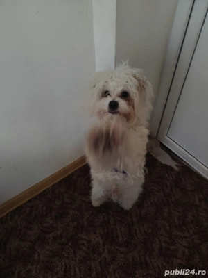 el este max  - imagine 2