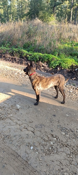 Ciobanesc Olandez ,ciobanesc Belgian  - imagine 2