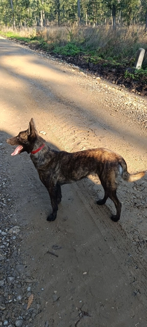 Ciobanesc Olandez ,ciobanesc Belgian  - imagine 3