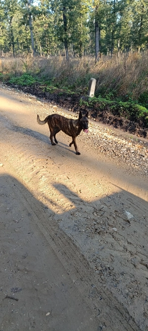 Ciobanesc Olandez ,ciobanesc Belgian  - imagine 4