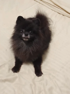 pomeranian 
