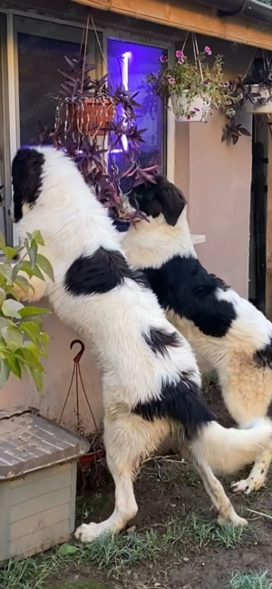 Ciobanesc de Bucovina  - imagine 3