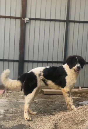 Ciobanesc de Bucovina 